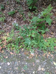 Symphyotrichum shortii