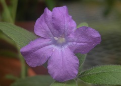 Water Bluebell (Ruellia longepetiolata)