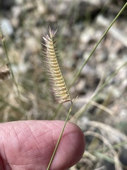Bouteloua barbata
