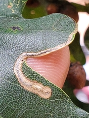 Stigmella quercipulchella