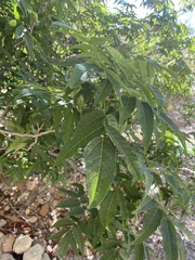 Juglans major