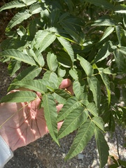 Juglans major