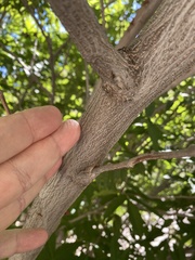 Juglans major