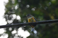 Trogon collaris