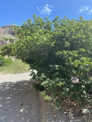 Juglans major