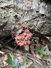 Phaeotremella foliacea