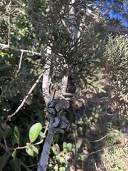 Cupressus macrocarpa