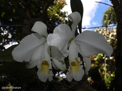 Cattleya trianae