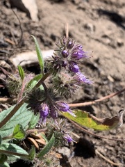 Phacelia humilis