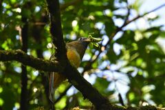 Trogon collaris