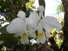 Cattleya trianae