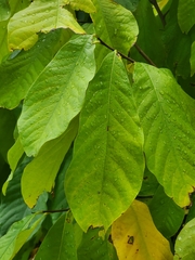 Asimina triloba