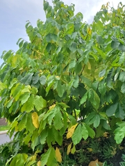 Asimina triloba