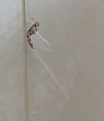 Callibaetis pictus