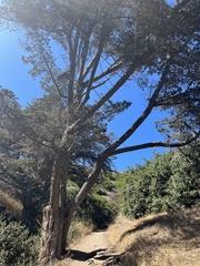 Cupressus macrocarpa