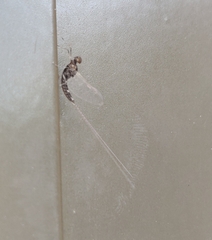 Callibaetis pictus