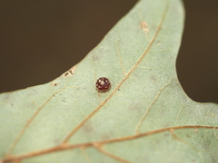 Polystepha globosa