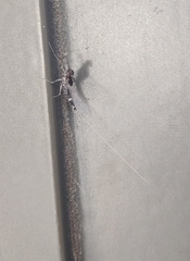 Callibaetis pictus