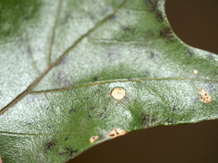 Polystepha globosa