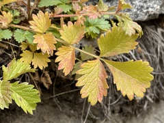 Potentilla flabellifolia