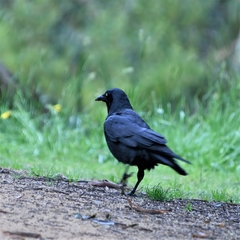 Corvus mellori