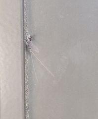 Callibaetis pictus