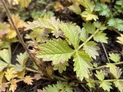 Potentilla flabellifolia