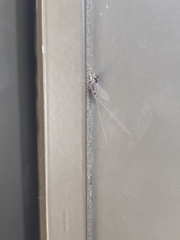 Callibaetis pictus