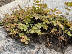 Potentilla flabellifolia