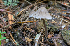 Mycena galopus