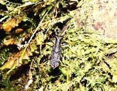 Cicindelinae