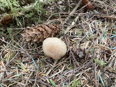 Chroogomphus tomentosus