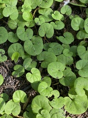 Dichondra