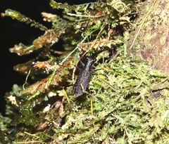 Cicindelinae