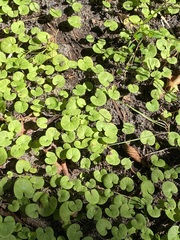 Dichondra