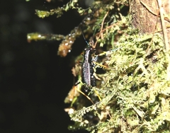 Cicindelinae