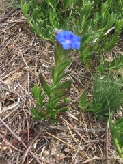 Glandora prostrata