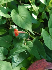 Ipomoea coccinea