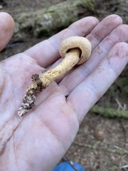 Chroogomphus tomentosus