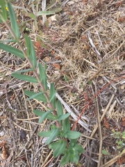 Hypericum linariifolium