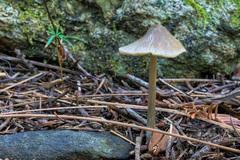Entoloma vernum