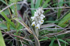 Zeuxine strateumatica