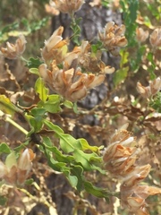 Genista tridentata