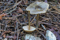 Entoloma vernum