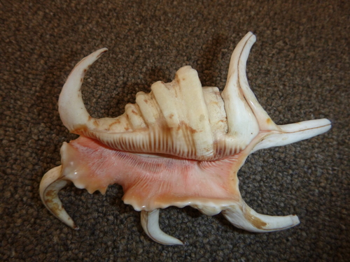 Harpago chiragra