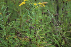 Solidago rugosa