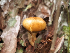 Suillus salmonicolor