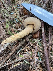 Chroogomphus tomentosus