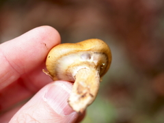 Suillus salmonicolor