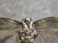 Macrobathra constrictella